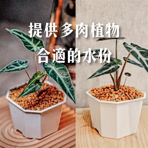 兜多肉澆水|台灣多肉植物澆水指南：一週澆一次、兩週澆一次，還。